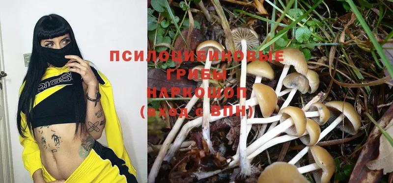 купить наркотики цена  Заозёрск  гидра зеркало  Псилоцибиновые грибы Magic Shrooms 